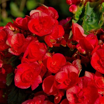 Begonia zimowa (Begonia elatior)