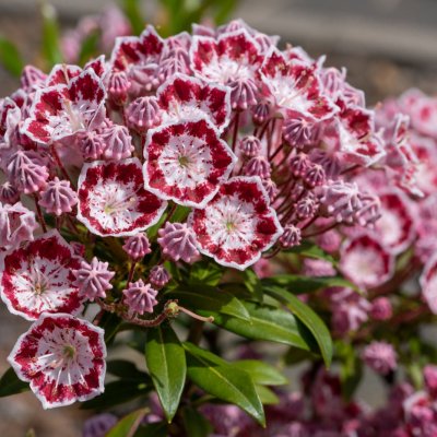Kalmia szerokolistna (Kalmia latifolia)