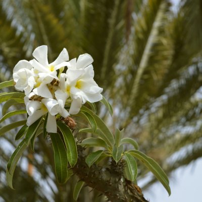 Pachypodium lamera