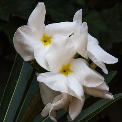 Pachypodium lamera