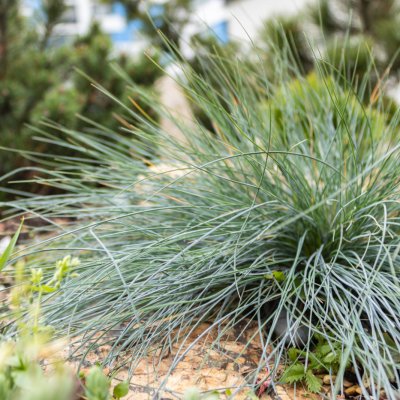 Kostrzewa sina (Festuca glauca) 