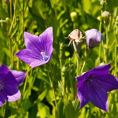 Platycodon (rozwar wielkokwiatowy)