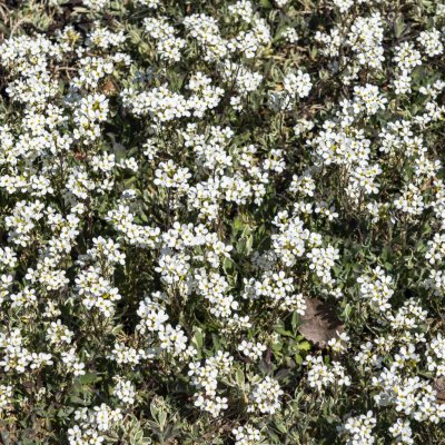 Gęsiówka kaukaska Variegata