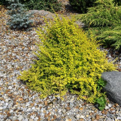 Berberys Thunberga odmiana Aurea