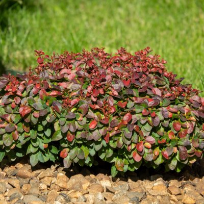 Berberys Thunberga odmiana Red Rocket