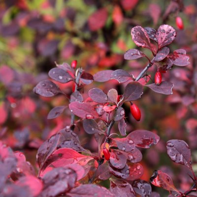 Berberys Thunberga - owoc