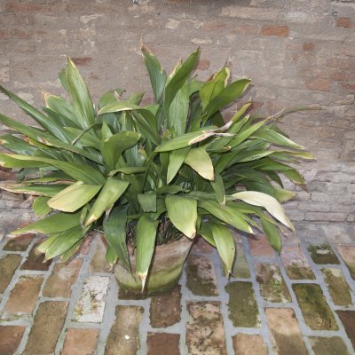 Aspidistra wyniosła w doniczce