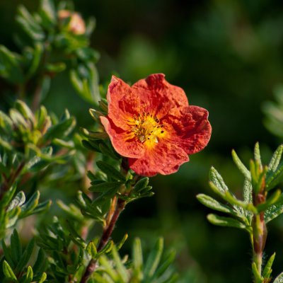 Pięciornik krzewiasty red ace