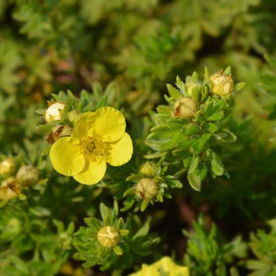 Pięciornik krzewiasty sommerflor